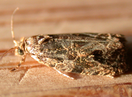 Woolly-backed Tortrix